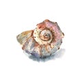 Beautiful watercolor shell with shadow for decorative design. Artistic backdrop. Underwater illustration Royalty Free Stock Photo