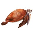 Beautiful watercolor turtle on a white background.