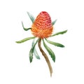 Watercolor banksia vector flower