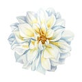 Beautiful watercolor white dahlia flower isolated on white background, watercolor botanical painting, delicate flower Royalty Free Stock Photo