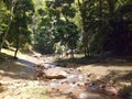 Beautiful waterfall in nature Royalty Free Stock Photo