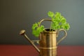 A beautiful watering can gardening tool with a stalk of green parsley in it.