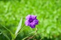 Beautiful Waterkanon, Watrakanu, Minnie root, Cracker plant, Ruellia tuberosa with sunlight in garden, Violet flowers.