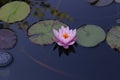 Beautiful Waterlily flower in the garden pond Royalty Free Stock Photo