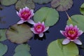 Beautiful Waterlily flower in the garden pond Royalty Free Stock Photo