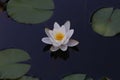 Beautiful Waterlily flower in the garden pond Royalty Free Stock Photo