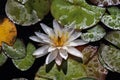 Beautiful Waterlily flower in the garden pond Royalty Free Stock Photo