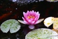 Beautiful Waterlily flower in the garden pond Royalty Free Stock Photo