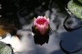 Beautiful Waterlily flower in the garden pond Royalty Free Stock Photo