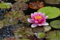 Beautiful Waterlily flower in the garden pond Royalty Free Stock Photo