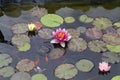 Beautiful Waterlily flower in the garden pond Royalty Free Stock Photo