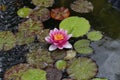 Beautiful Waterlily flower in the garden pond Royalty Free Stock Photo