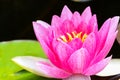 Beautiful Waterlily flower in the garden pond Royalty Free Stock Photo