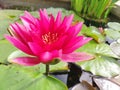 Beautiful waterlily flower, pink Nymphaea, lotus blooming on pond Royalty Free Stock Photo