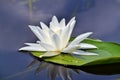 Beautiful waterlily in the lake