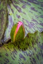 Beautiful waterlily in lake of peace