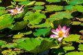 This beautiful waterlily or lotus flower is complimented