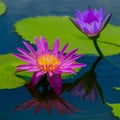 Beautiful waterlily or lotus flower is complimented by the