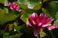 Beautiful waterlily or lotus flower is complimented by the rich colors