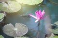 beautiful waterlily, lotus flower plants in pond with green leaf Royalty Free Stock Photo