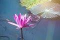 beautiful waterlily, lotus flower plants in pond with green leaf Royalty Free Stock Photo