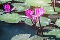 beautiful waterlily, lotus flower plants in pond with green leaf Royalty Free Stock Photo