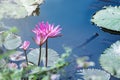 beautiful waterlily, lotus flower plants in pond with green leaf Royalty Free Stock Photo