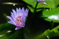 Beautiful waterlily or lotus flower in pond Royalty Free Stock Photo