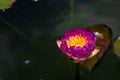 Beautiful waterlily or lotus flower in pond Royalty Free Stock Photo