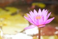 Beautiful Waterlily, Pink Lotus Flower Plants In Pond Royalty Free Stock Photo