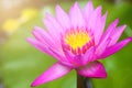 Beautiful Waterlily, Pink Lotus Flower Plants In Pond With Green Leaf Background And Sunlight Royalty Free Stock Photo