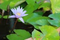 This beautiful waterlily or purple lotus flower is complimented by the drak colors of the deep blue water surface. Saturated color