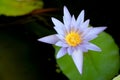 This beautiful waterlily or purple lotus flower is complimented by the drak colors of the deep blue water surface. Saturated color