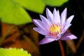 This beautiful waterlily or purple lotus flower is complimented by the drak colors of the deep blue water surface. Saturated color