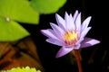 This beautiful waterlily or purple lotus flower is complimented by the drak colors of the deep blue water surface. Saturated color