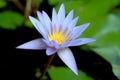 This beautiful waterlily or purple lotus flower is complimented by the drak colors of the deep blue water surface. Saturated color