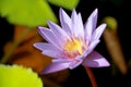 This beautiful waterlily or purple lotus flower is complimented by the drak colors of the deep blue water surface. Saturated color