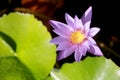 This beautiful waterlily or purple lotus flower is complimented by the drak colors of the deep blue water surface. Saturated color