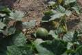 The beautiful Watermelon in farmland