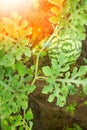 Beautiful watermelon grows on the ground in the field of nature Royalty Free Stock Photo