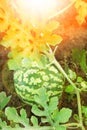 Beautiful watermelon grows on the ground in the field of nature Royalty Free Stock Photo