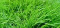 Beautiful wavey grass texture. Natural grass growing in the sunlight.