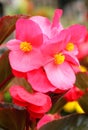 Beautiful wax flower Begonia cucullata Royalty Free Stock Photo