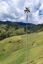 Beautiful wax palm in the cocora valley.