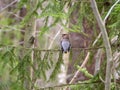 A beautiful waxwing sits on a spruce branch with its back to us. The bird turned its head to the side. Forest natural background