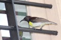 A beautiful weaver looks himself in the window mirror. This bird always tries to burst t open.