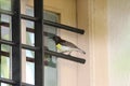 A beautiful weaver looks himself in the window mirror. This bird always tries to burst t open.