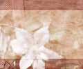 Beautiful Wedding Background Royalty Free Stock Photo