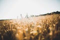 Beautiful wedding couple, bride and groom posing on wheat field with blue sky Royalty Free Stock Photo