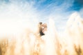 Beautiful wedding couple, bride and groom posing on wheat field with blue sky Royalty Free Stock Photo